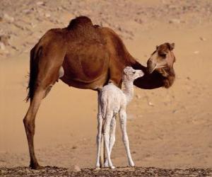 Puzzle Η Dromedary ή Αραβική καμήλα